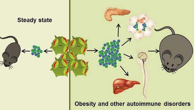 ¿Es la obesidad una enfermedad inmune?