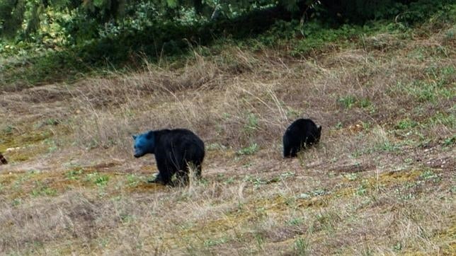 ¿Más raro que un gato verde? Aquí tienes al oso azul