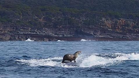 La extraña pareja: una foca a lomos de una ballena