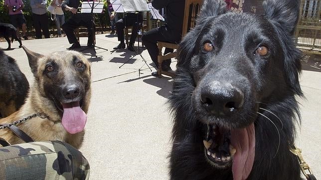 Los perros se fían más de sus recuerdos que de su olfato