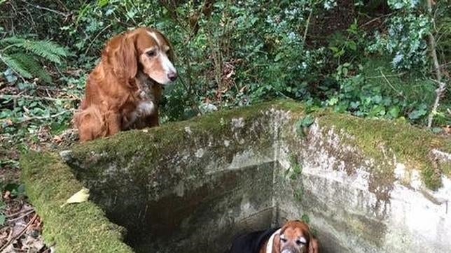 La historia del perro más leal que no fue capaz de abandonar a su amigo atrapado