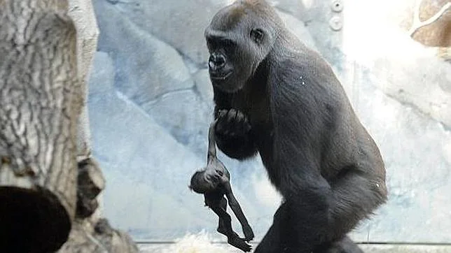La gorila incapaz de separarse de su bebé muerto