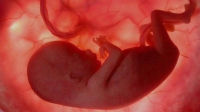 Imagen de un feto en el vientre materno