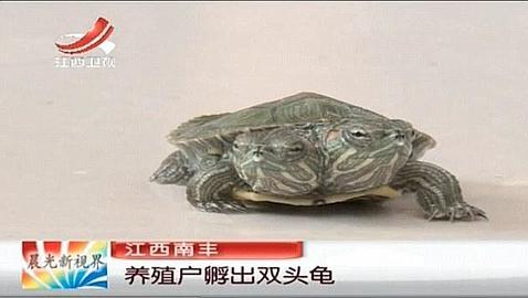 Nace una tortuga con dos cabezas de «apetito voraz» en China