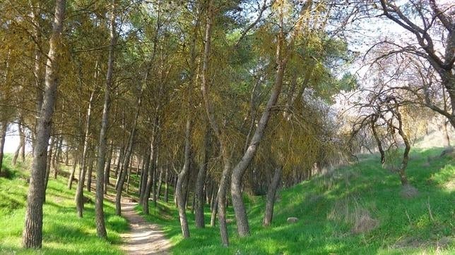 Los bosques europeos están frenando la salida prematura de las hojas