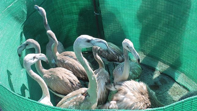 La Laguna de Pétrola recupera 10 flamencos tras el pedrisco