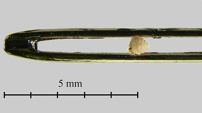 Descubren siete especies de caracoles de menos de un milímetro de altura