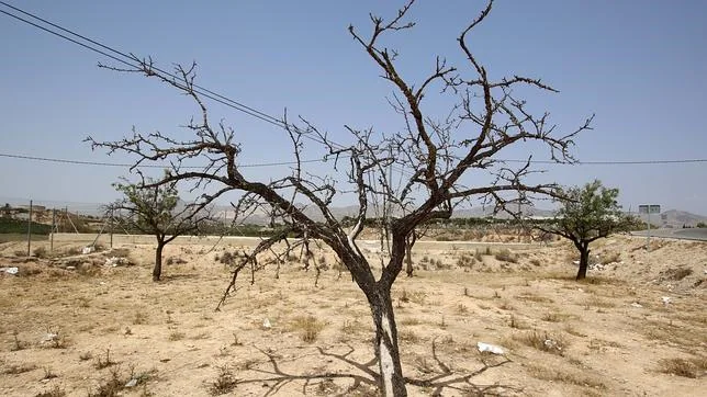 El año hidrológico ha sido muy seco en la Comunidad Valenciana y en la Región de Murcia