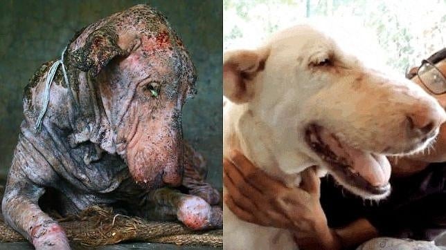 La maravillosa transformación de un perro callejero al borde de la muerte tras dos meses de cariño