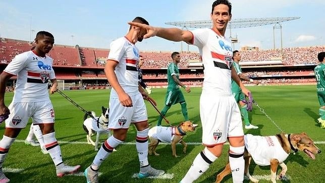 Los jugadores del Sao Paulo saltan al campo con perros abandonados