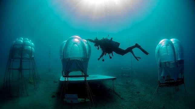 Las increíbles huertas submarinas que pueden revolucionar la agricultura