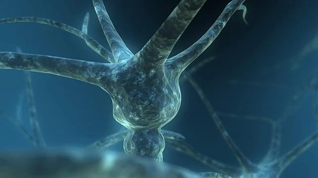 Cada neurona tiene unas mil mutaciones únicas que la diferencia de sus vecinas