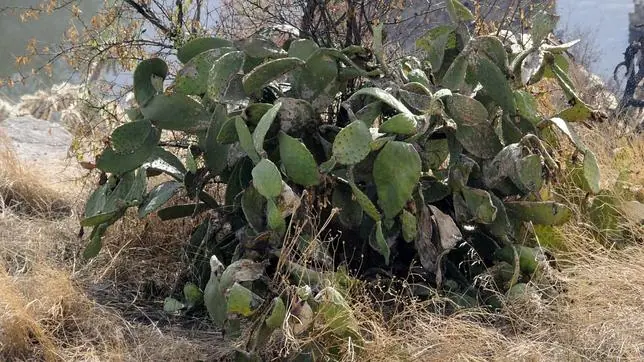Los cactus, más amenazados de extinción que los mamíferos y las aves