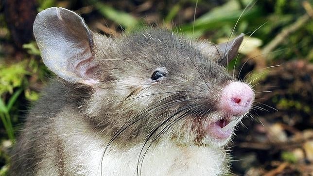 «Rata nariz de cerdo», una nueva especie hallada en Indonesia