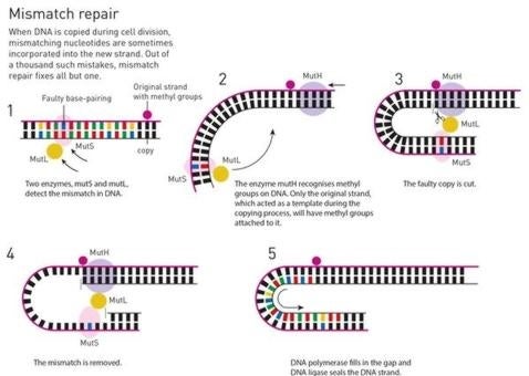 La reparación de mal apareamiento actúa después del proceso de replicación del ADN, es decir, caundo se copia (RSAS)