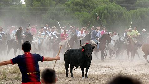 Junta y Tordesillas recurrirán la nulidad del Toro de la Vega de 2014