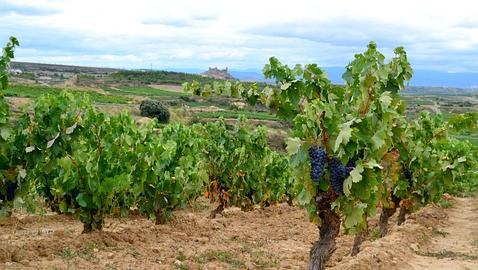 Bodegas Carlos Moro finaliza su primera vendimia en la DO Rioja