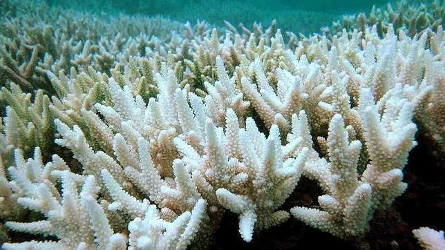 Corales blanqueados en la gran barrera de coral australiana