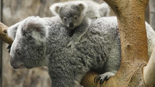 Proponen un sacrificio masivo de koalas para ayudarlos con su infertilidad