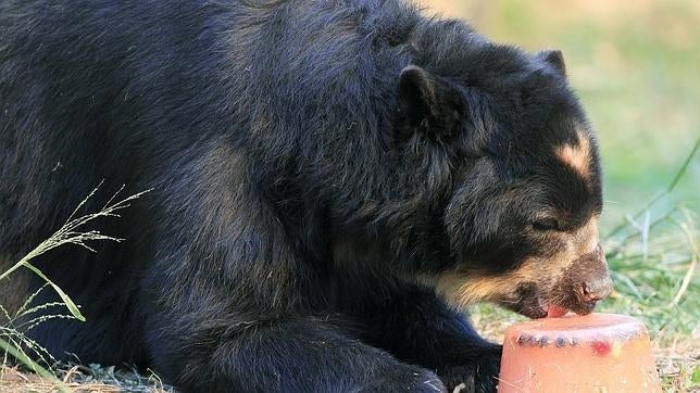 La Policía china mata a un oso negro que irrumpió en una escuela