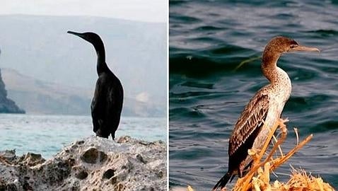 La inquietante «isla alienígena» perdida en mitad del océano Índico