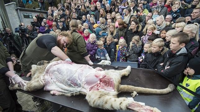 El «macabro espectáculo» de la disección de un león en un zoo de Dinamarca