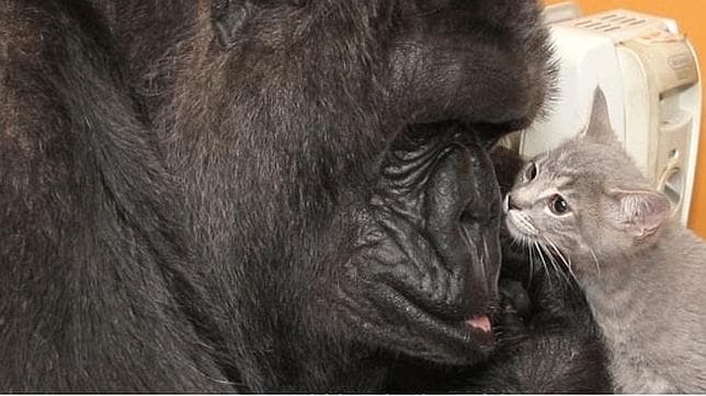 Koko vive en Florida, en una Fundación que cobija primates