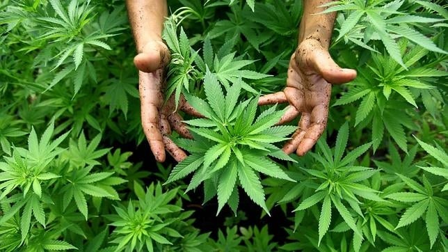 Croacia legaliza el cannabis para fines medicinales