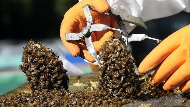 La cafeína es igual de adictiva para las abejas que para los humanos