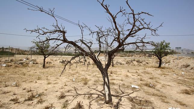 Efectos de la sequía en la Vega Baja