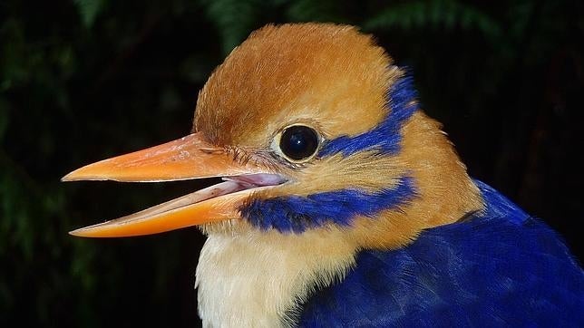 Polémica después de que un científico mate al «pájaro fantasma» de las Salomón