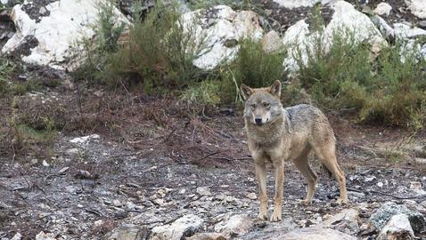 Lobos en semilibertad para concienciar y «cazar» turistas