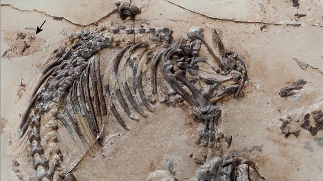 Un fósil hallado en Cuenca muestra la evolución del pelo en los mamíferos