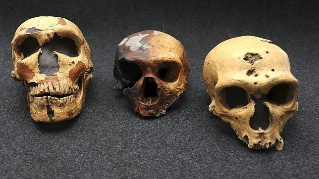 Los «Homo sapiens»llegaron a Europa hace 40.000 años desde África