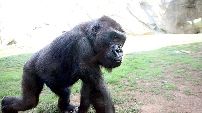 Bioparc Valencia regala este fin de semana entradas infantiles