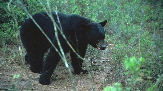 La caza de osos negros se había prohibido en Florida en 1994