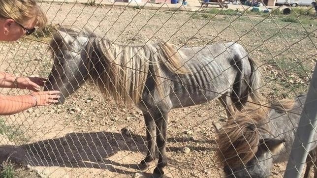 Rescatan dos ponis y un burro en estado de abandono y desnutrición