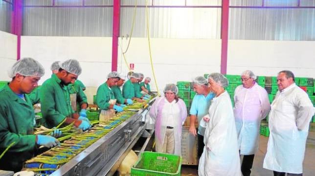 La industria del espárrago, en buena forma en Torre del Burgo