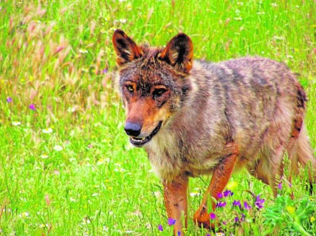 Los ganaderos reivindican una solución a los ataques de lobos