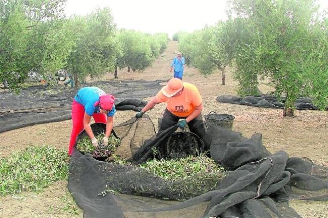 Inquietud en el sector olivarero por la baja producción prevista