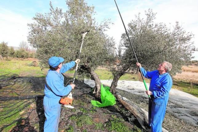 El TSJA desestima la denuncia de CC.OO. por el convenio del campo