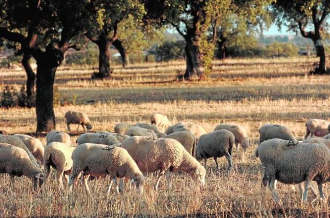 La «pasividad» de la Junta ante la lengua azul causa pérdidas millonarias al sector