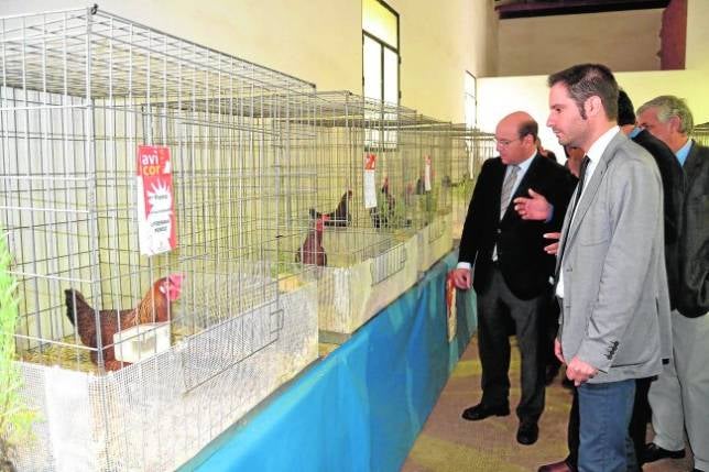 Avicor abre sus puertas para mostrar las gallinas autóctonas