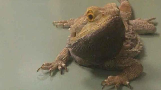 La fauna urbana de la ciudad