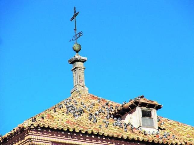 El Ayuntamiento controlará la invasión de palomas