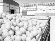 Naranjas con derechos de autor