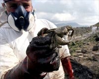 Retiradas 1.859 toneladas de arena contaminada en la playa del Chinarral