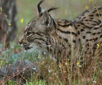 El año acaba sin ningún lince atropellado en Doñana, frente a los 5 de 2006