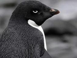 Una pareja de pingüinos «gays», castigada en un zoo chino por robar un huevo