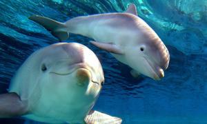 Algunos animales utilizan «dialectos» para comunicarse